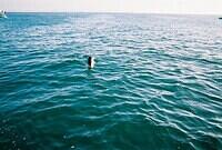 seadog2.sized