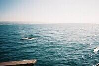 whale.sized